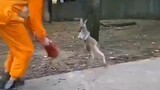 Menipu kanguru ke dalam tas