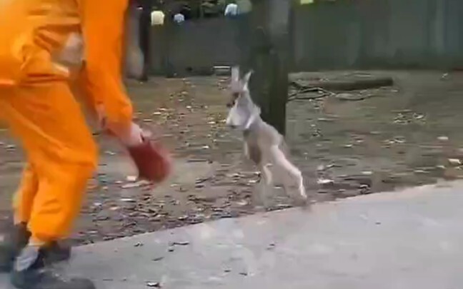 Trick a kangaroo into a bag