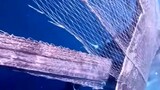 Mother Whale is entangled in fishing net