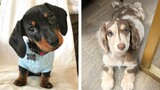 😍 Adorable Dashshund Puppies That Will Make Your Day🐶🐶 | Cute Puppies