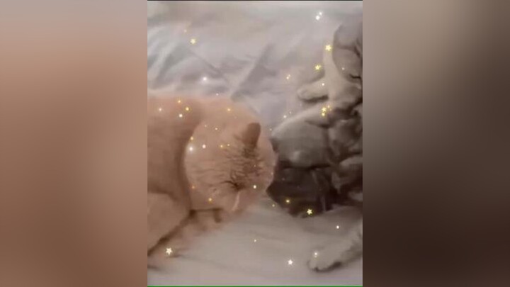 Vợ trồng đẹp đôi nekk mn ơi❤️❤️catsoftiktok dongvatdangyeu cat ExpectingGen1 NgayPhuNuVN2021 MonNgo