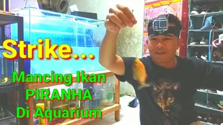 Mancing PIRANHA Di Aquarium Strikenya Beda