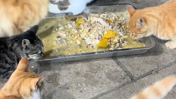 Kucing ajaib yang tak terkalahkan di tempat ini, memiliki EQ dan IQ tinggi, serta dapat memahami uca