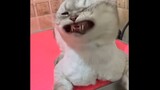 [Động vật]Khoảnh khắc hài hước của chó mèo