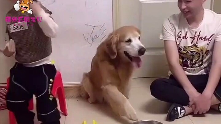 【Animal Circle】Golden Retriever tells human he was bullied.