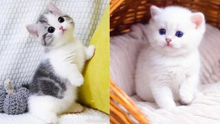 Baby Cats - Cute and Funny Cat Videos Compilation #47 | Aww Animals