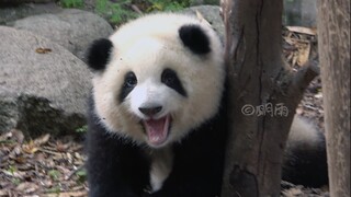 【大熊猫和花】花花睡醒后就开始练习爬树