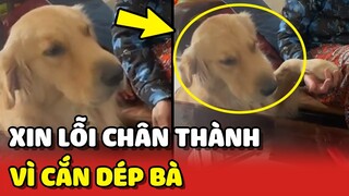 Gâu Đần chân thành XIN LỖI vì lỡ CẮN DÉP của bà 😍 | Yêu Lu