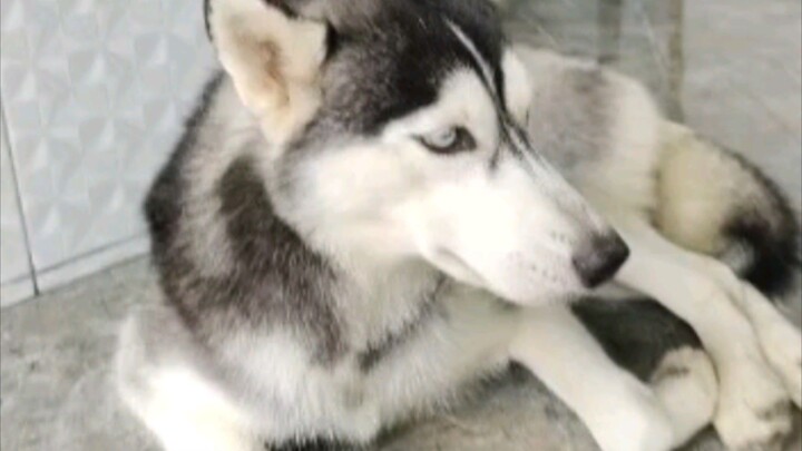 Husky