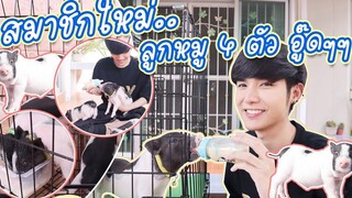 เปิดตัวสมาชิกใหม่ลูกหมูแคระ 4 ตัว ดื้อมาก!