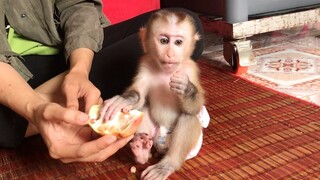 Mino monkey enjoyed eating pomegranate fruit