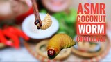 ASMR Coconut worm,Viet Nam exotic food challenge,eating sounds|LINH-ASMR