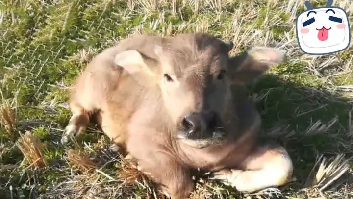 When A Little Calf Showed Its Belly To Me…