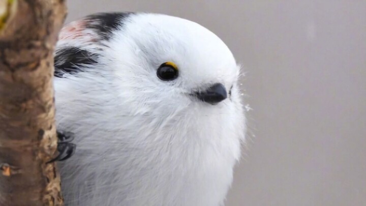 Chú chim cute trong tuyết