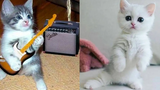 Baby Cats - รวมวิดีโอแมวน่ารักและตลก #33 | Aww สัตว์