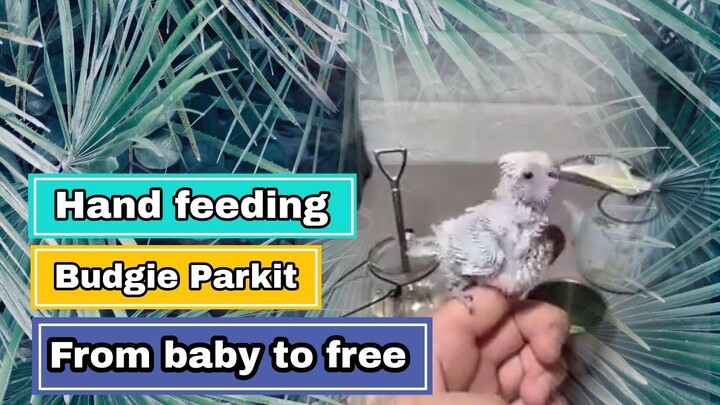 Hand feeding baby Parkit | Loloh anakan parkit umur 1 hari sampai dewasa