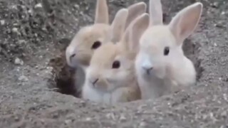 [สัตว์] กระต่ายน้อยหลายตัวโผล่ออกมาจากโพรง