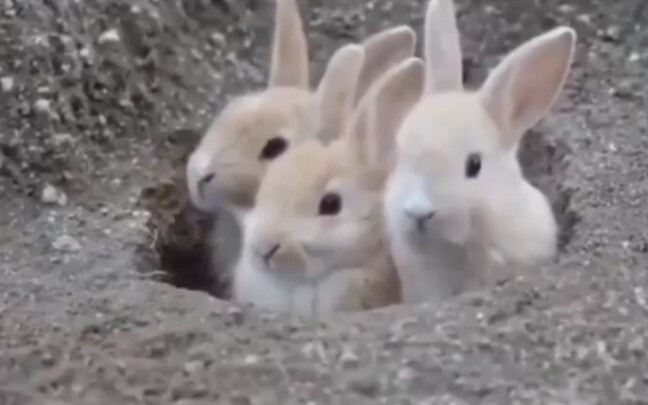 [Động vật] Vài chú thỏ con vừa ló đầu khỏi hang