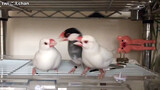 [Animal] A mediator White Java Sparrow in the fight