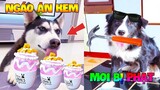 Thú Cưng Vlog | Ngáo Phá Hoại Và Đầu Moi #5 | Chó thông minh vui nhộn | Smart dog funny pets