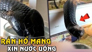 Con Rắn Hổ Mang Đen Thui Đầy Kinh Hãi Tìm Đến Người Ta Xin Nước Uống | Tám Tới Tấp