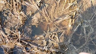 Baru tahu ternyata di tengah sawah yang kering pun bisa menjadi sarang belut babon