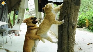 CATS vs DOGS 🐱🐶 Enemies or Best Friends? 😊 FUNNY ANIMALS VIDEOS  2024