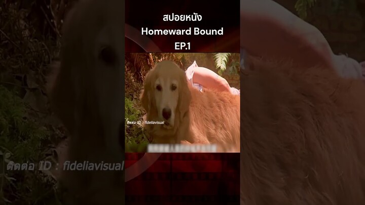 สปอยหนัง Homeward Bound การเดินทางกลับบ้านของสุนัขและแมว1 #สปอยหนัง #รีวิวหนัง #หนัง