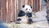 [Hewan]Panda Hehua: Banyak yang Datang, Lihat Penampilanku!