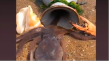 Catching Seafood 🦐🦀 Deep Sea Octopus #30