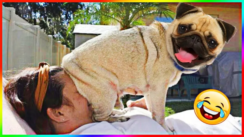 Funny Dog And Cat 😍🐶😻 Funniest Animals #136 - Bilibili
