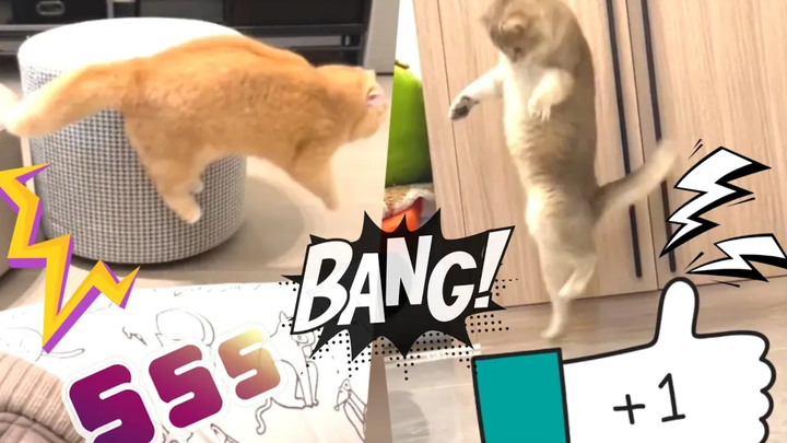 รวมคลิปหมาแมวตลกๆฮาๆ สัตว์เลี้ยงตลก 🤣 l Smile Animal funny cats and dog Videos