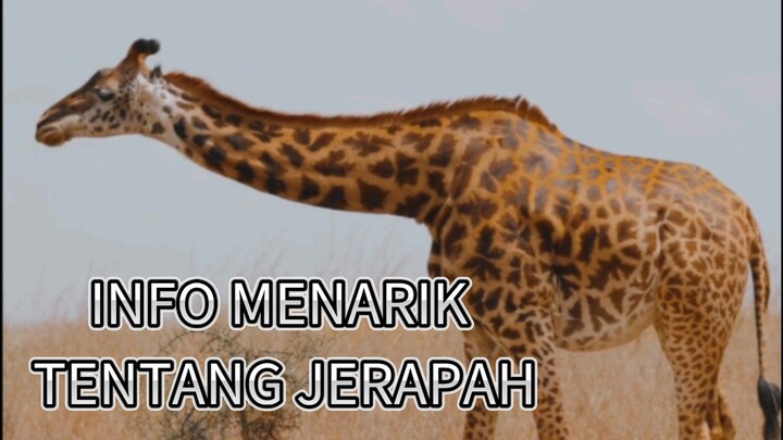 INFO MENARIK TENTANG JERAPAH