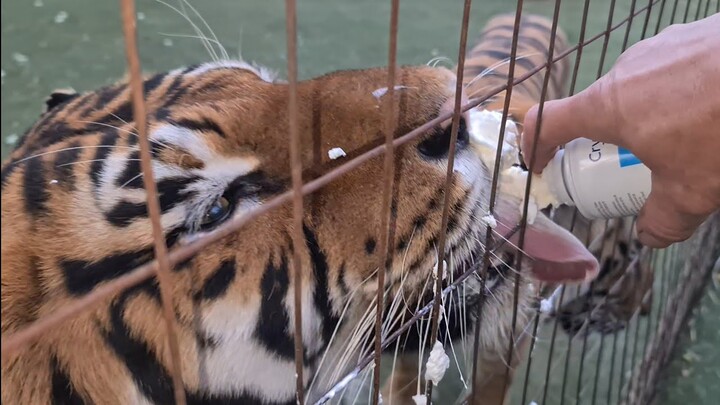 The scraping sound from a tigers tongue !