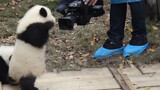 [Animal] Panda's cute and funny moment compilation