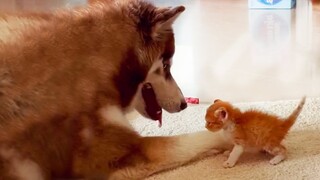 The Big Gentle Husky Dog Obsessed With The Smallest Kitty That Can Melt Your Heart ❤️