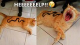 Aww😂😂 Cats Cute Reaction- Super Pets Videos| MEOW