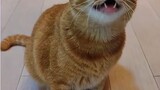 A singing cat 🐱😽