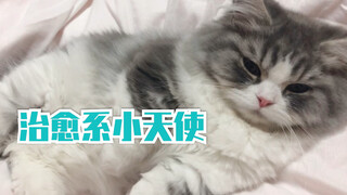 拿破仑矮脚猫团团的超治愈呼噜声，猫咪的呼噜声绝对可以称得上是最治愈的声音之一