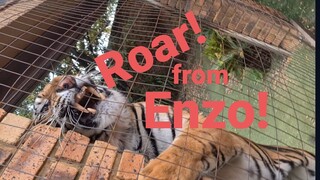 Enzo can do this sometimes to visitors !