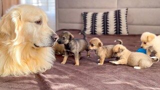 ปฏิกิริยาของ Golden Retriever ที่น่ารักต่อลูกสุนัข 5 ตัว!