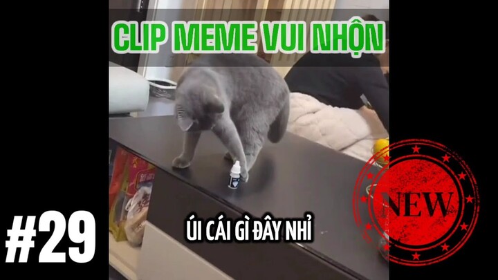 TỔNG HỢP MEMES PART 29 | NHỮNG CLIP VUI NHỘN!