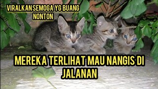 Kejam Orang Ini Anak Kucing Masih Kecil DI Buang Di Jalanan Sampai Kelaparan Di Pisah Sama Induknya.