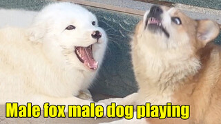 [Vlog] Do male fox and male dog getting along like this?