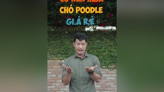 Có nên mua chó Poodle giá rẻ? dcgr tuitienpet LearnOnTikTok poodle