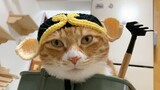 [Động vật]Một chú mèo dễ thương với chiếc mũ ngộ nghĩnh