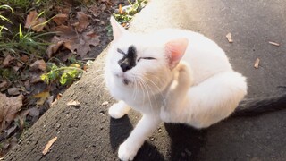 Three old cats in sunny day