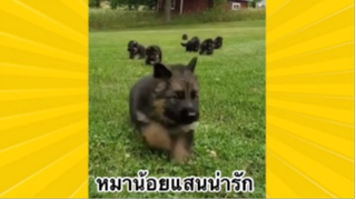 สัตว์เลี้ยงเพื่อนขนปุย : หมาน้อยแสนน่ารัก