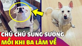 Cười xỉu cách chú Boss thể hiện nỗi 'NHỚ NHUNG' mỗi khi ba đi làm về   Gâu Đần