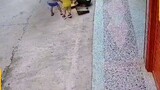 Hero dog saves kid.